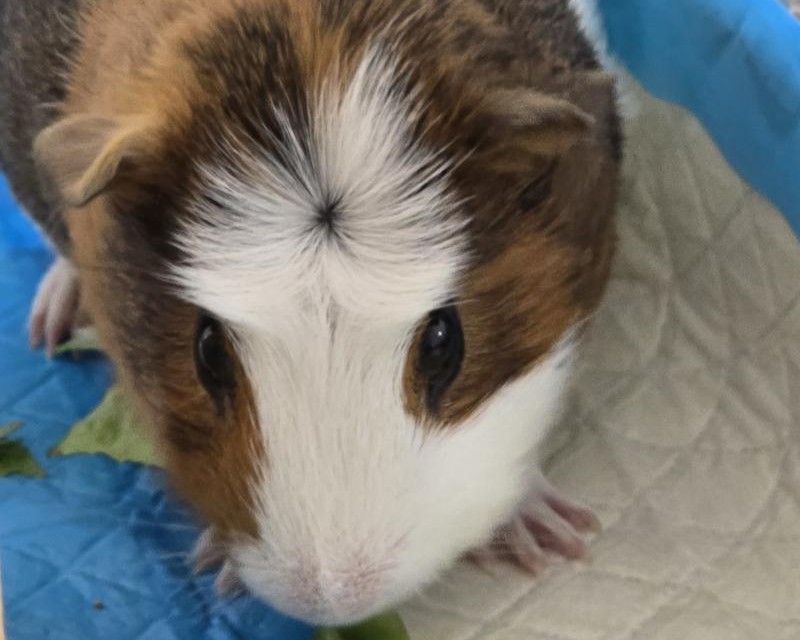 Guinea Pig Pumkin