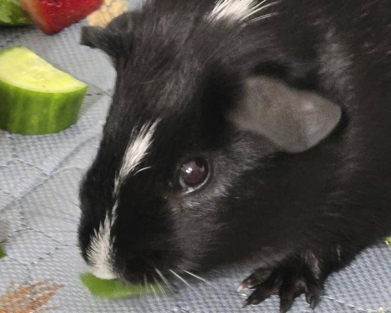 Guinea Pig Spice