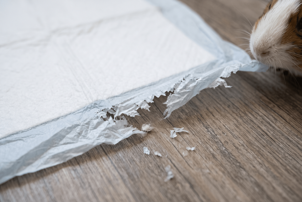 Disposable pee pad with chewed plastic edges