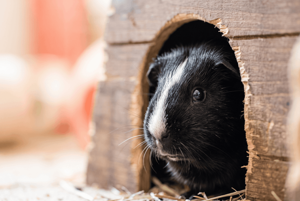 Curious guinea pig peeking out of a wooden hide