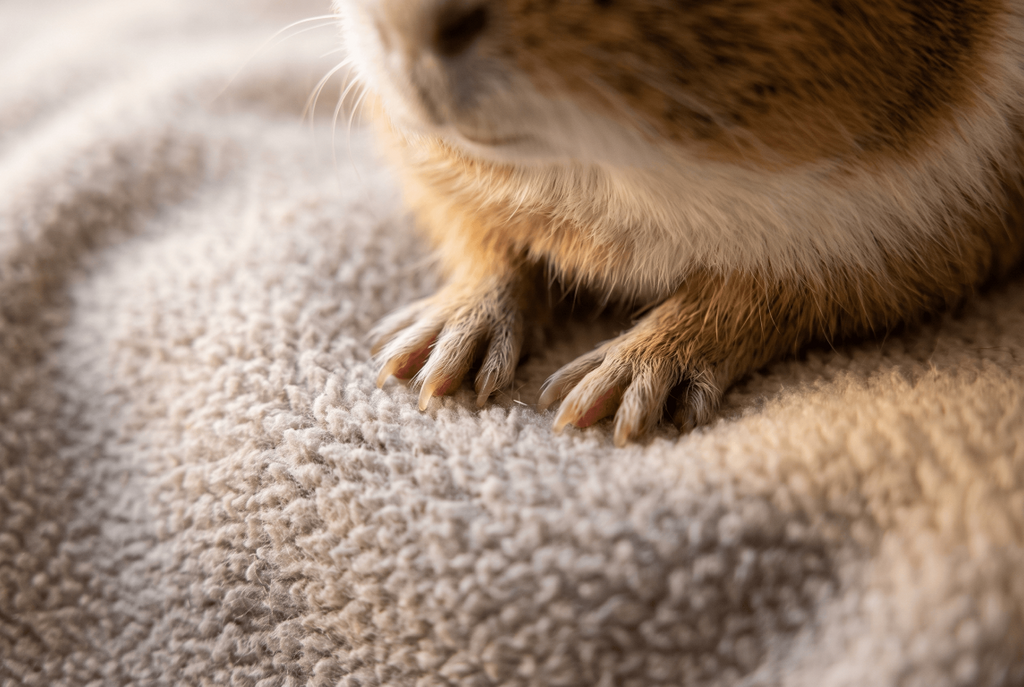 Guinea pig feet on soft, dry guinea pig bedding
