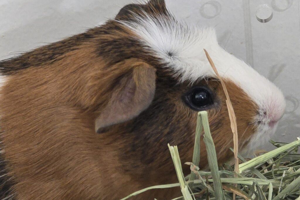 Guinea_Pig_Enrichment