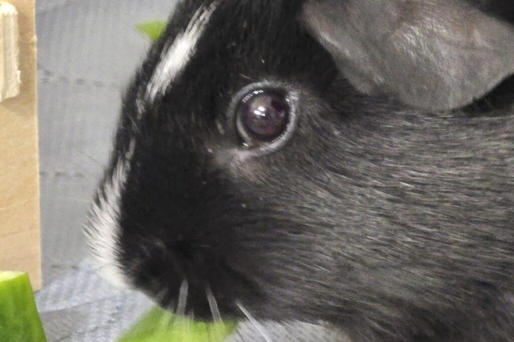 Guinea_Pig_Haven_Spice_Closeup_Eating_Green_Bell_Pepper