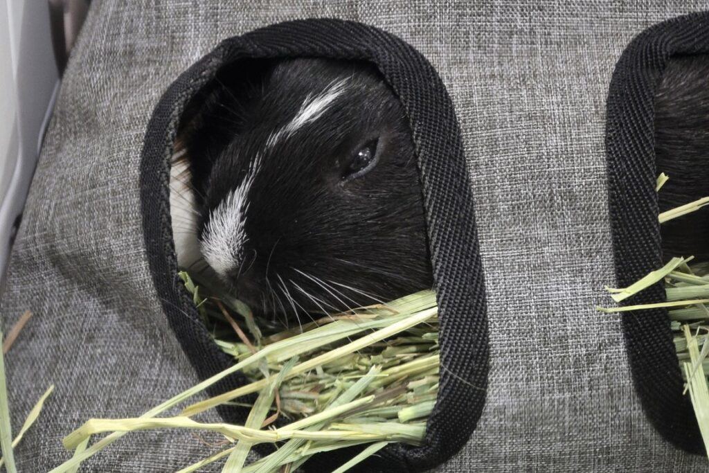 Guinea pig sleeping in hay bag