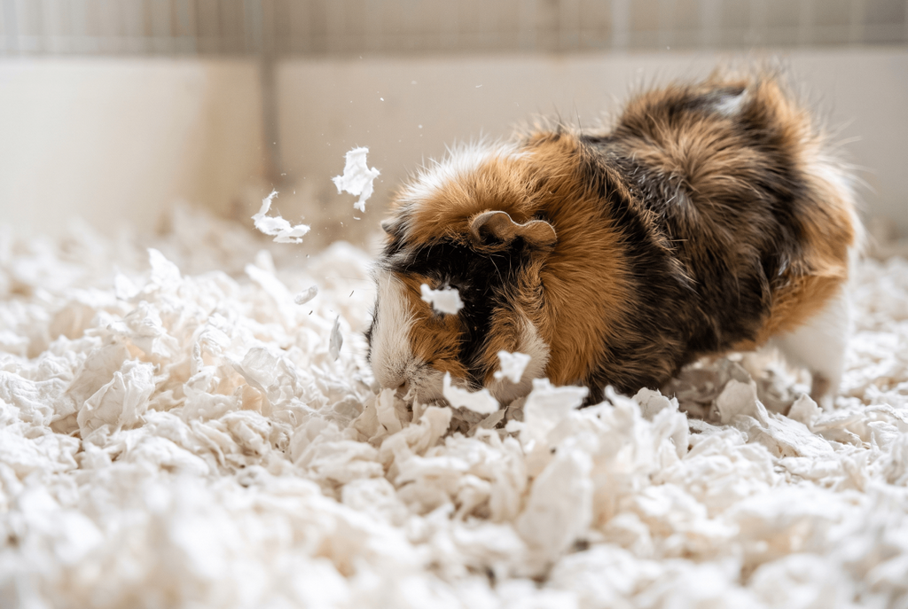 Guinea pig exploring white paper bedding