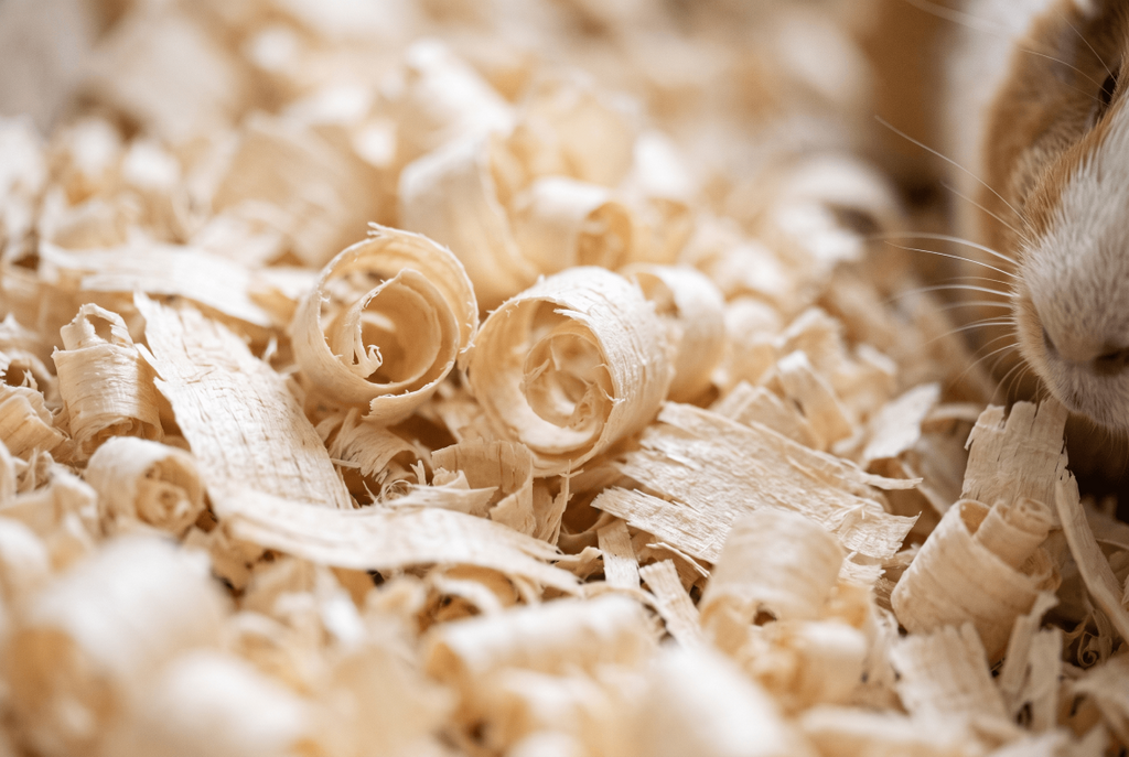 Close-up of aspen wood shavings for guinea pigs