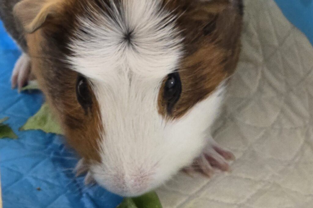 Guinea_Pig_Basic_Pumpkin_Eating_Green_Pepper