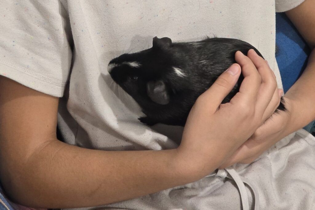 Guinea_Pig_Being_Held