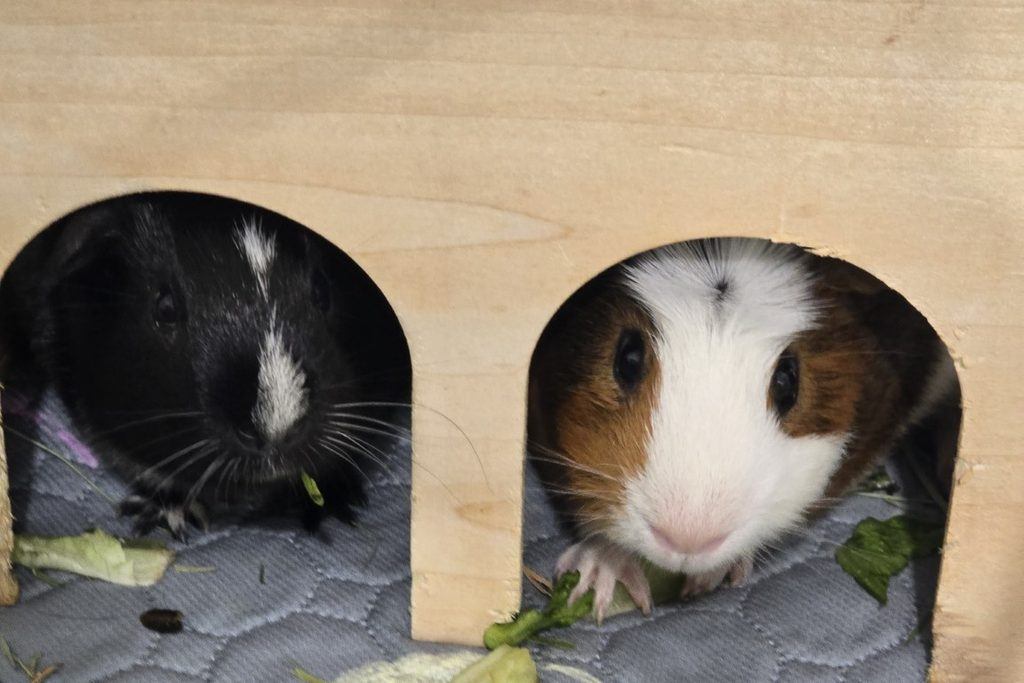 Guinea_Pig_Brothers_Pumpkin_And_Spice