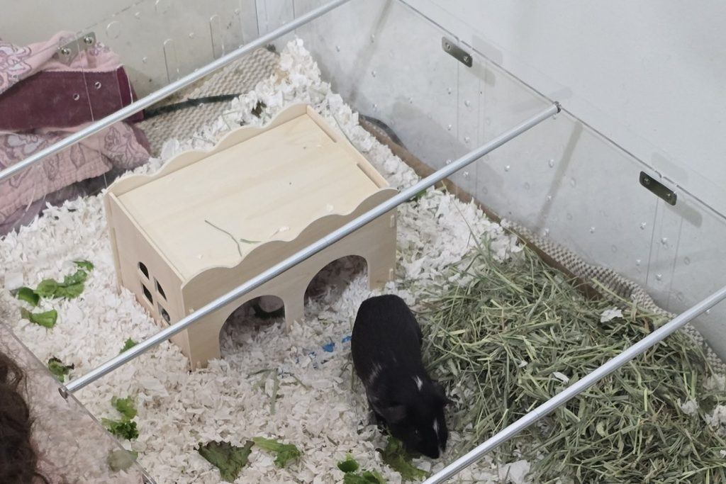 first guinea pig cage - Guinea_Pig_Cage_Setup_Acrylic_Panels (Medium)