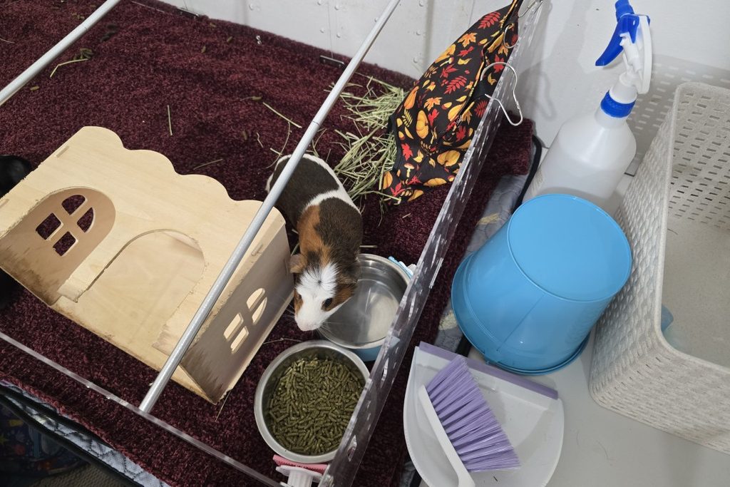 Guinea Pig Supplies - Guinea_Pig_Care_Essentials