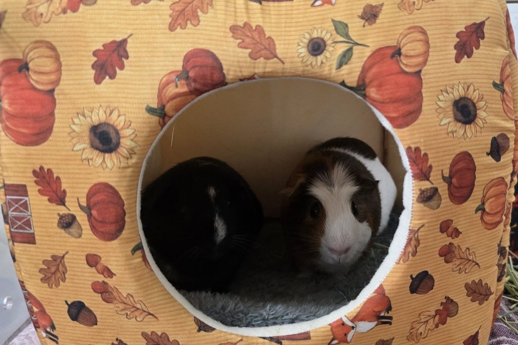 Guinea_Pig_Care_Essential_Supplies_Cushion_Hide