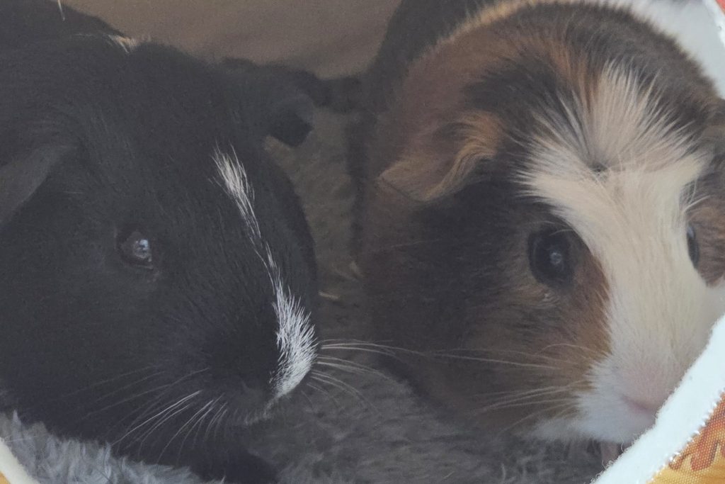Guinea_Pig_Care_Essentials_Carrier