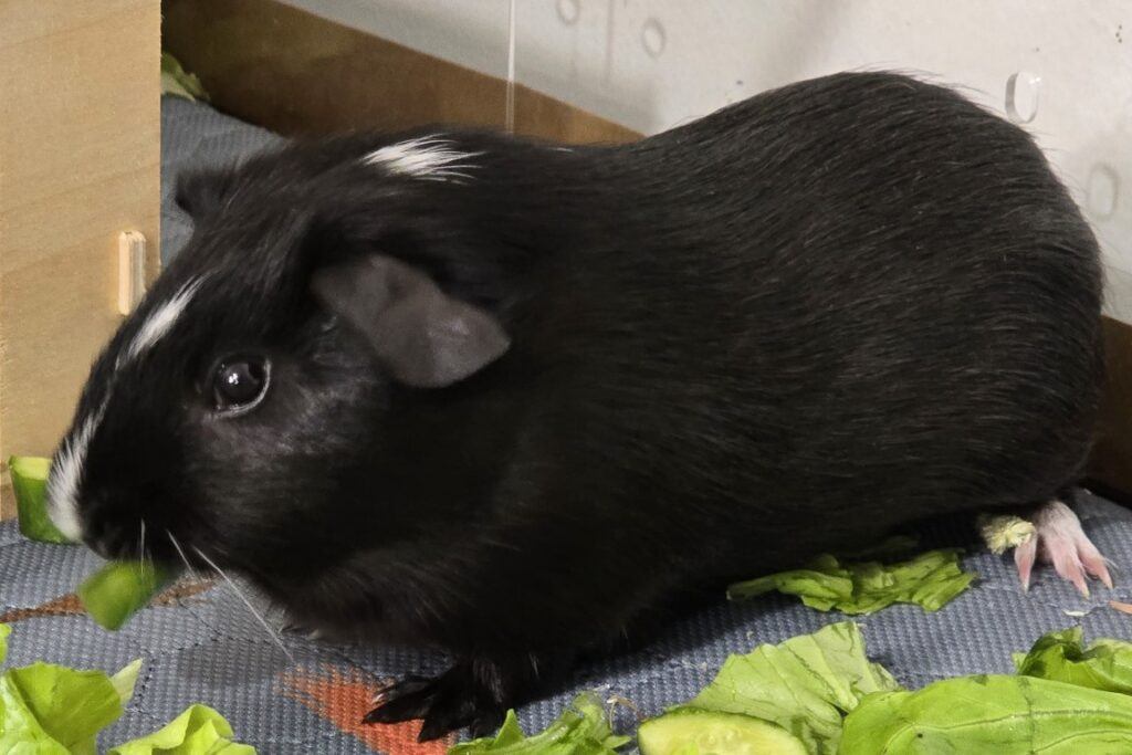 Guinea_Pig_Eating_Green_Pepper_Spice_Closeup