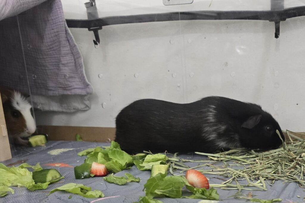 Guinea_Pig_Haven_Pumpkin_And_Spice