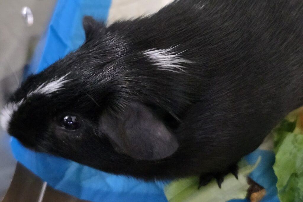 Guinea_Pig_Haven_Spice