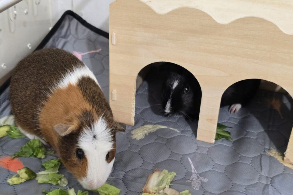 Guinea_Pig_Pumpkin_And_Spice
