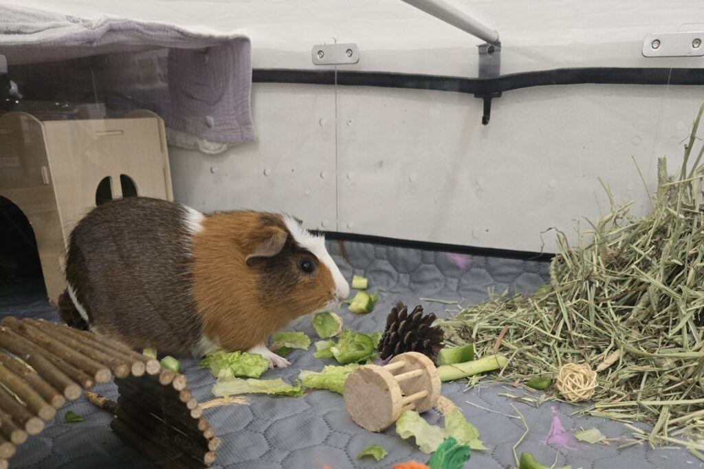 Guinea_Pig_Pumpkin_Full