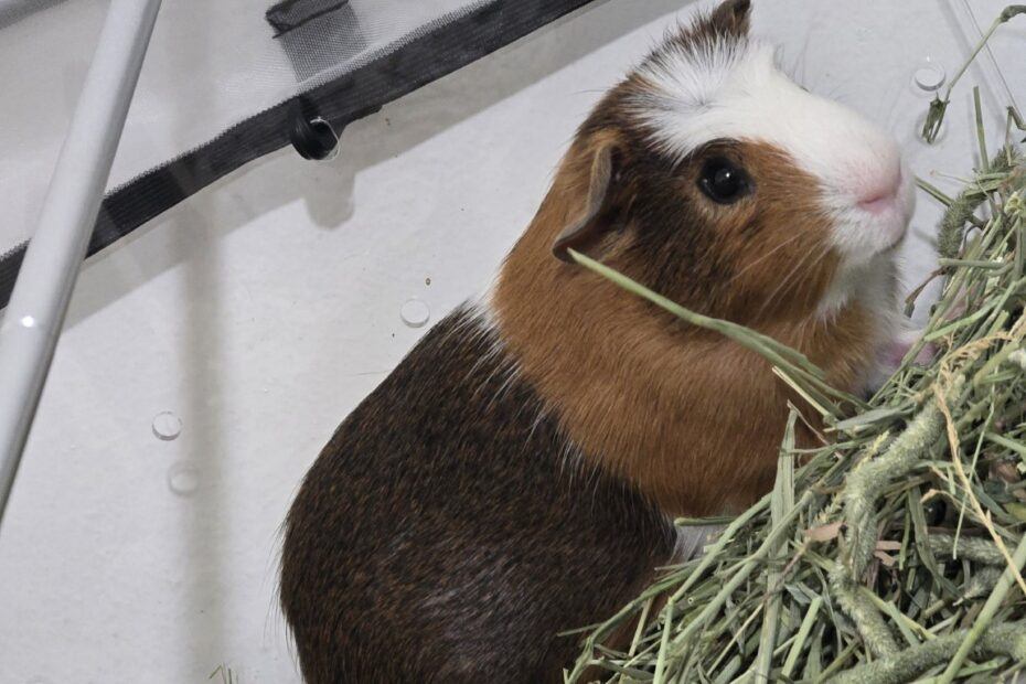 Guinea_Pig_Pumpkin_On_Haystack
