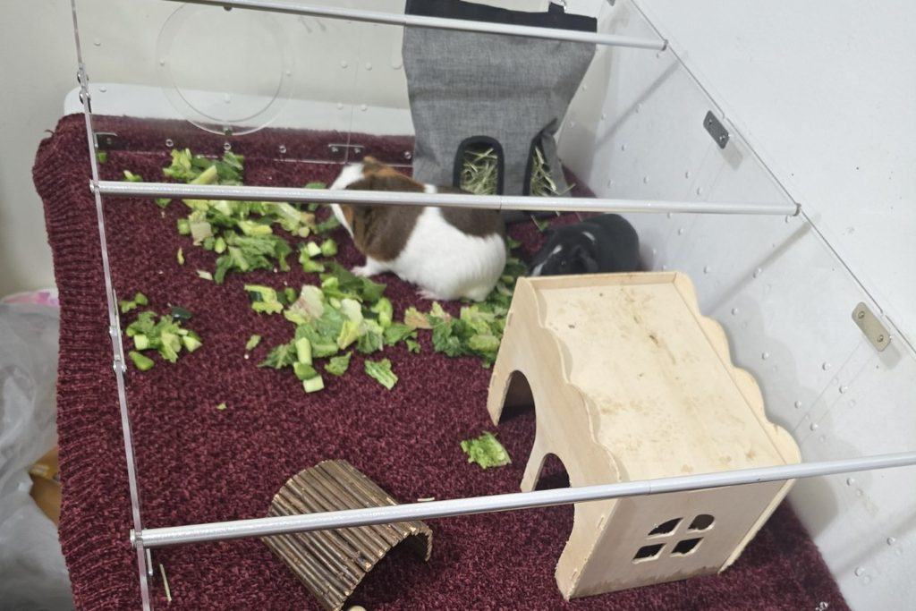 Guinea_Pig_Setup_With_Chenille_Blanket_Liner