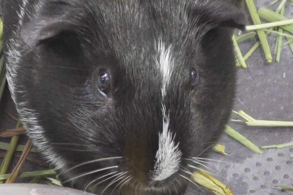 Guinea_Pig_Spice_Closeup