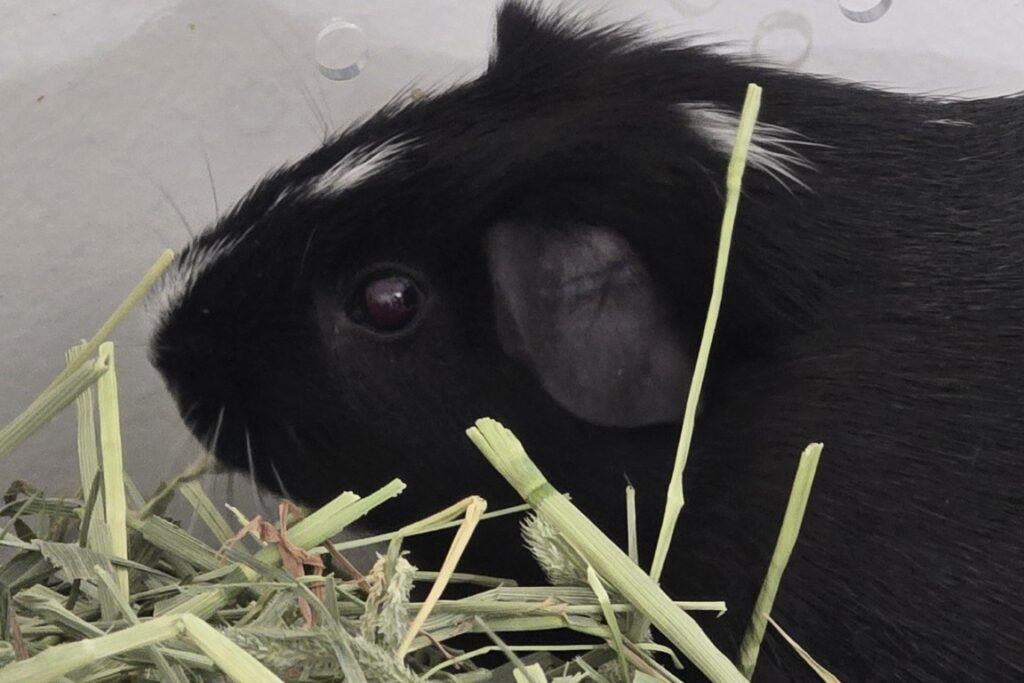 Guinea_Pig_Spice_Closeup_Hay