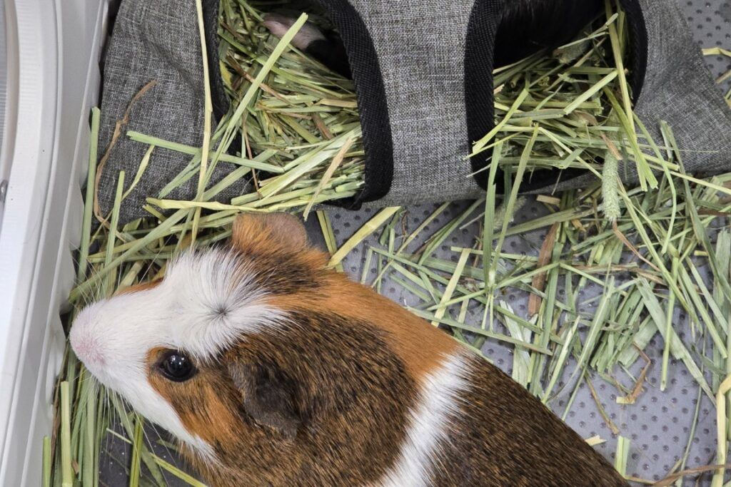 Guinea_Pig_ating_Hay_Bag