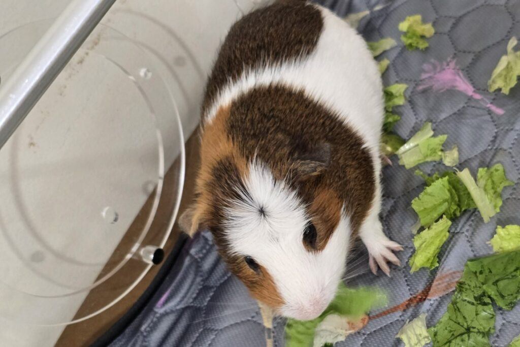 Guinea Pig Care Guide for Beginners - Guinea_Pig_ating_Lettuce